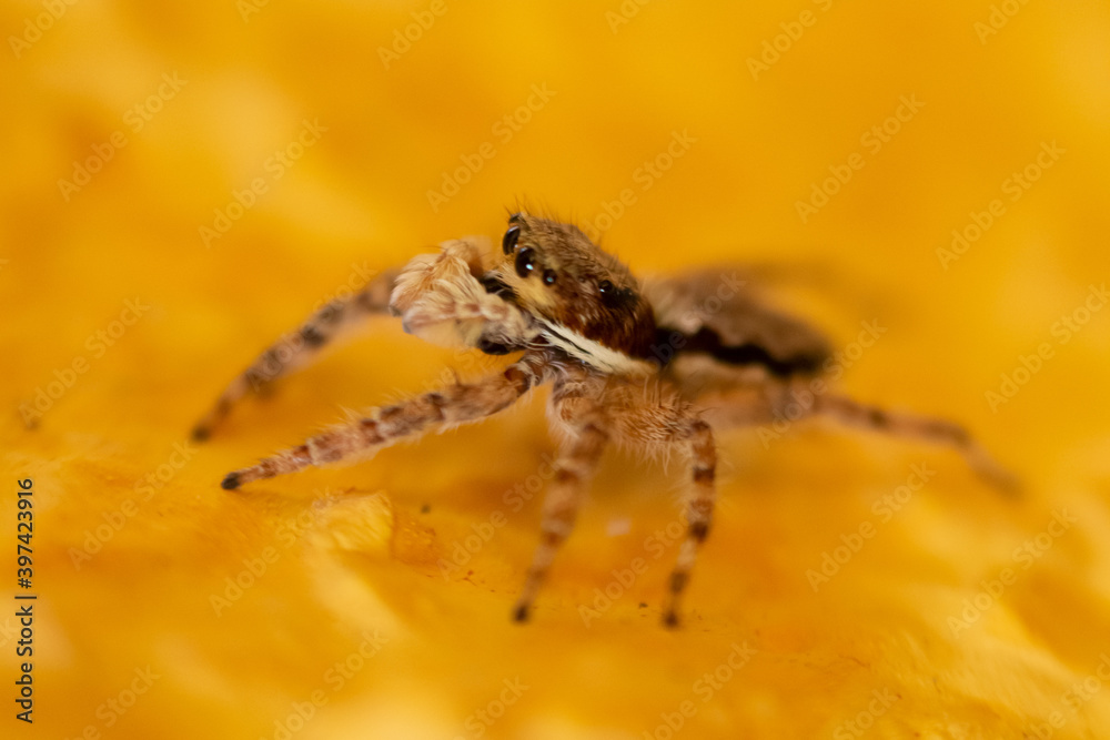 Menemerus bivittatus Jumper Spider Menemerus bivittatus Jumper Spider