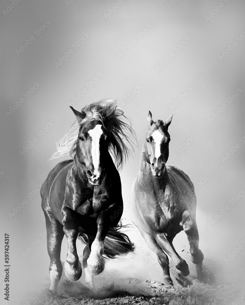 Two wild chestnut horses running, front view