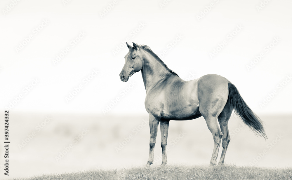 Don stallion standing in a field on freedom
