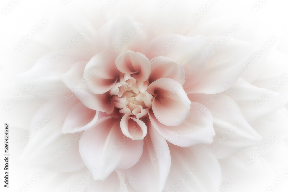 Close up of a white dahlia flower with pastel pink center soft focus and vignetting. White flower isolated on a white background. Elegant flower for romantic wedding card with copy space Close up of a white dahlia flower with pastel pink center soft focus and vignetting. White flower isolated on a white background. Elegant flower for romantic wedding card with copy space