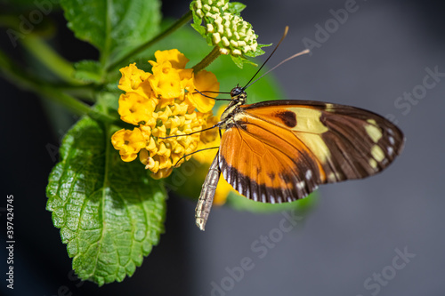 butterfly on flower Melinaea ludovica paraiya 