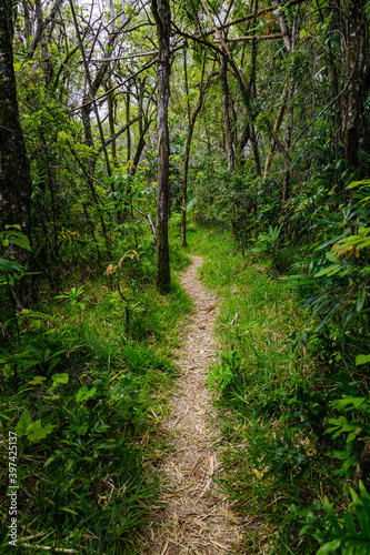 Narrow path in the middle of a tropical forest on the island of Reunion © JeanLuc Ichard