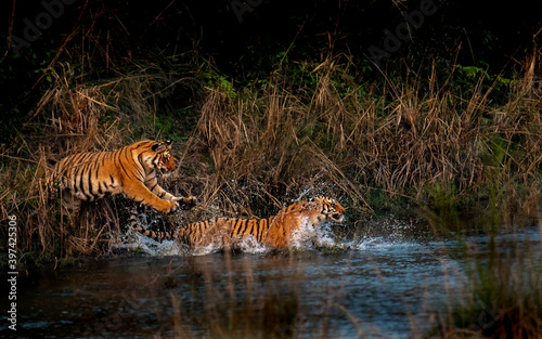 2 sub adult tigresses playfighting. A play fighting is what we as humans in our childhood do with our cousins. This strengthens their muscles for their future fights for territory dominance and hunts