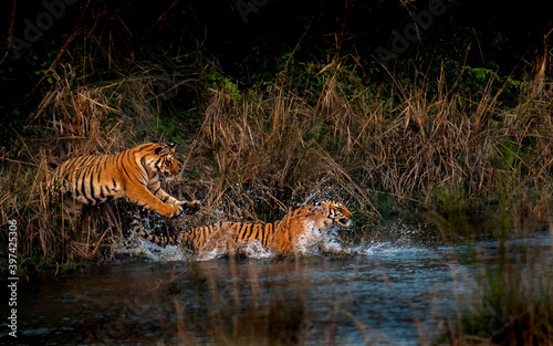 2 sub adult tigresses playfighting. A play fighting is what we as humans in our childhood do with our cousins. This strengthens their muscles for their future fights for territory dominance and hunts photo