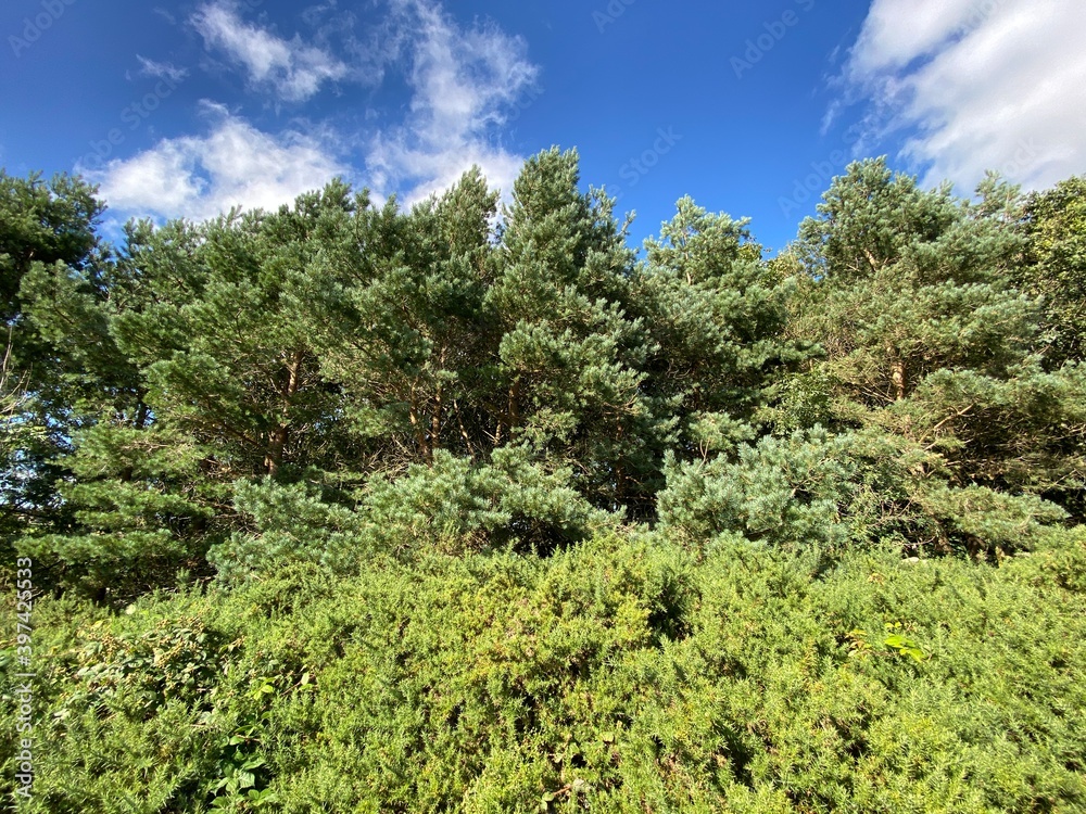 Forest edge, set against a blue sky, on Bedlam Lane, Norwood, Harrogate, UK
