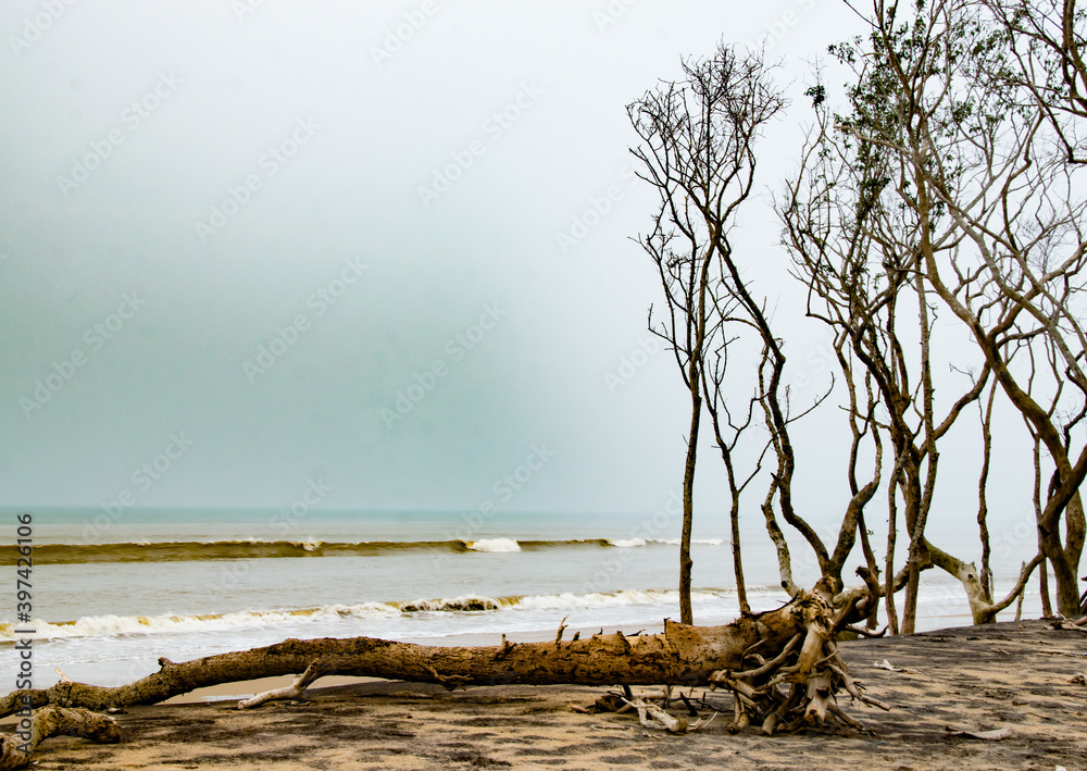 the pristine beach of Gahirmatha, home to the nesting site of Olive Ridley Turtles on the island of Habalikhati in Odisha the pristine beach of Gahirmatha, home to the nesting site of Olive Ridley Turtles on the island of Habalikhati in Odisha
