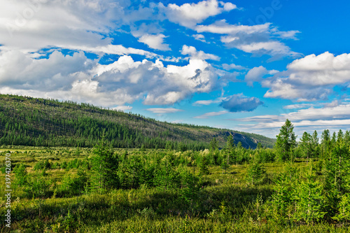 tundra forest and mountains on a sunny summer day