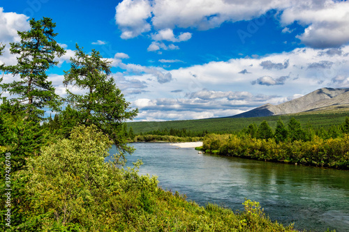 Fototapeta Naklejka Na Ścianę i Meble -  north river in a forest area in the subpolar urals