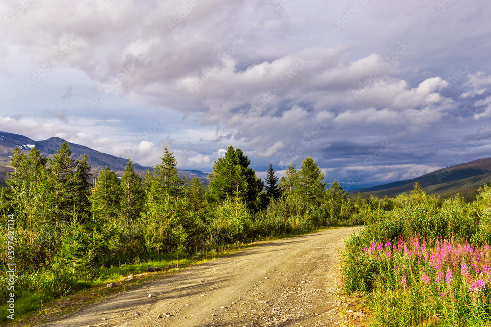 dirt road through a coniferous forest to the mountains