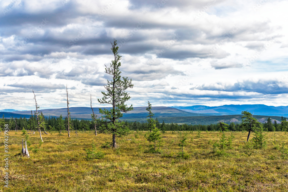 Obraz premium subpolar tundra forest and mountains in the urals