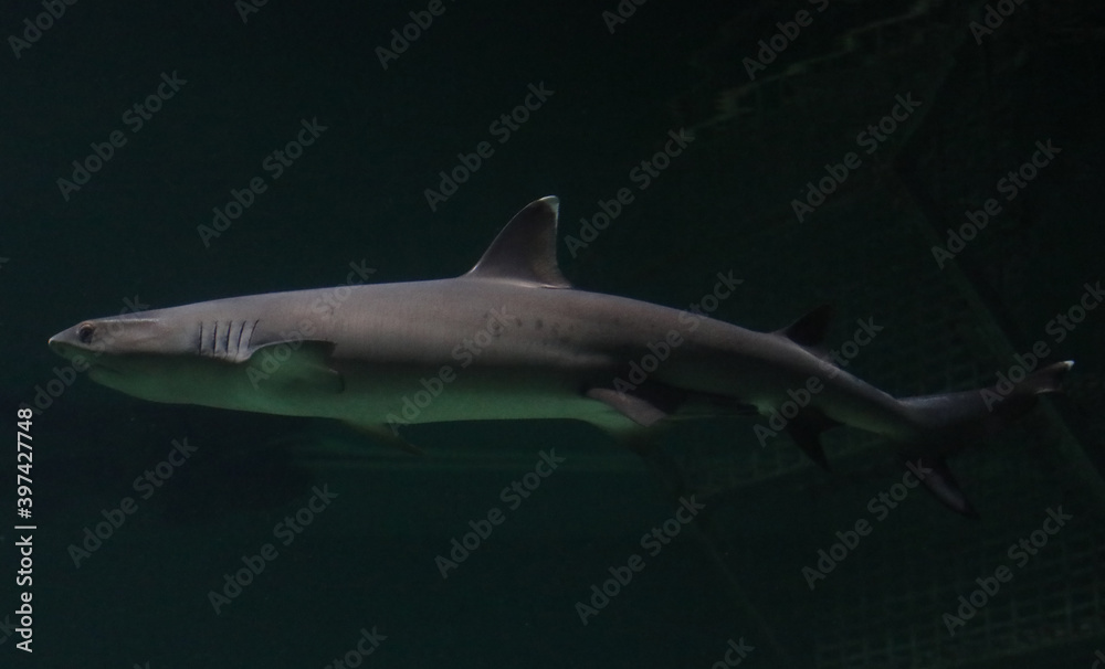 Obraz premium shark scanning his surroundings