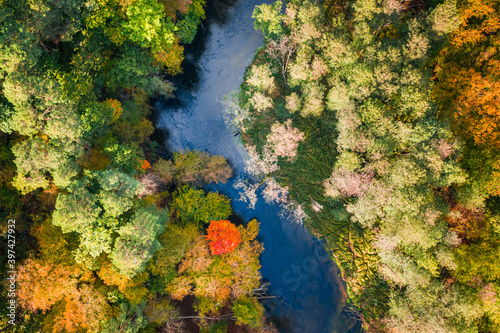 Top view of river and colorful forest, aerial view