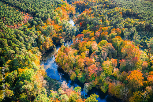 Winding river and sunny autumn forest, aerial view