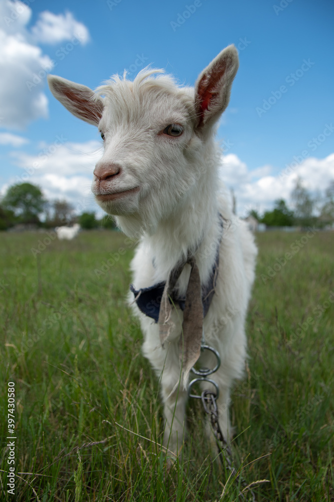Fototapeta premium goat on the meadow