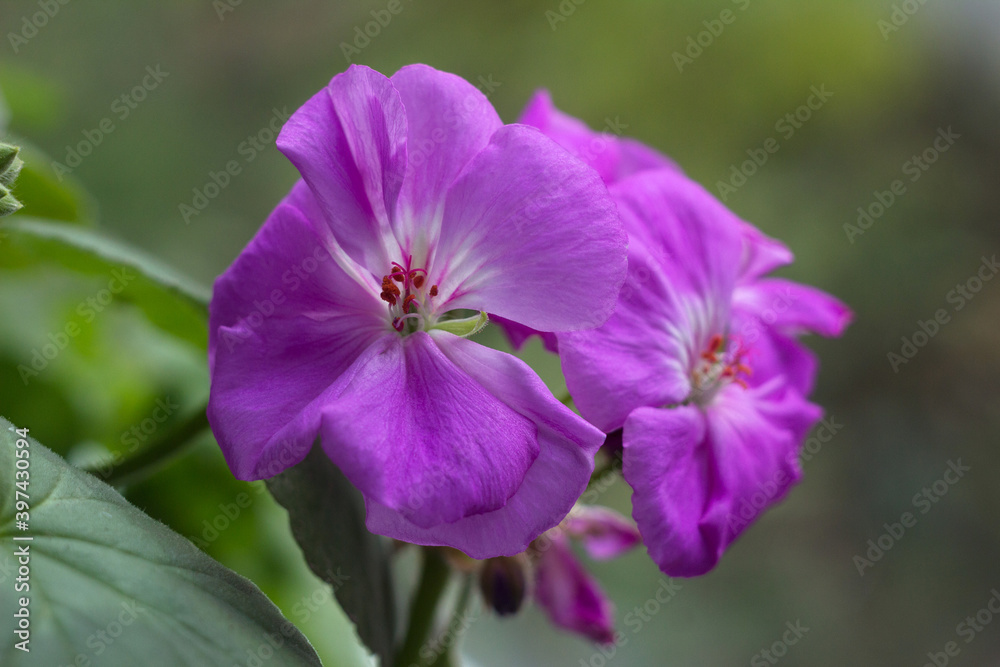 Lilac geranium on the windowsill, close-up. Home indoor flower. Background Lilac geranium on the windowsill, close-up. Home indoor flower. Background