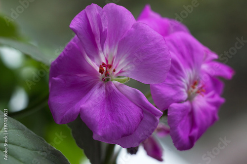 Lilac geranium on the windowsill  close-up. Home indoor flower. Background