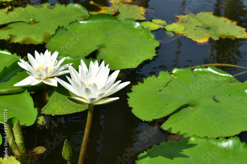 beautiful two white lotus blooming under the sun with green leaves and stalk in the pond in thailand