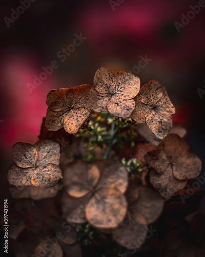 Macro of dry hydrangea flowers in Autumn. Dark and moody tones. Pink, soft, blurred background of colorful autumn leaves. Shallow depth of field and blur