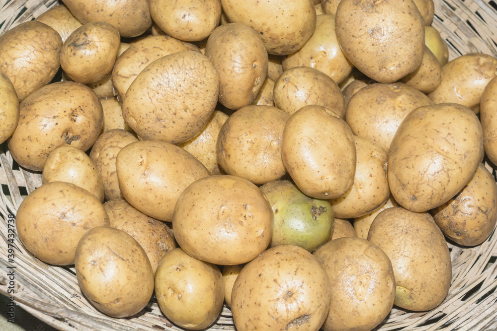 Pile of fresh organic potatoes in a wicker basket. Pile of fresh organic potatoes in a wicker basket.
