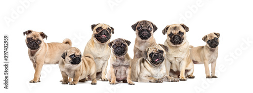 Group of pugs young and adult in a row  isolated on white