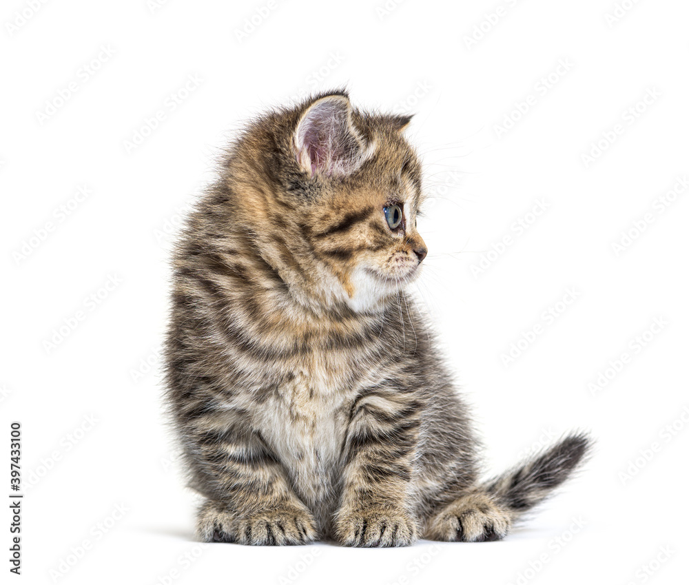 Fototapeta premium Cute Kitten British Shorthair, isolated on white