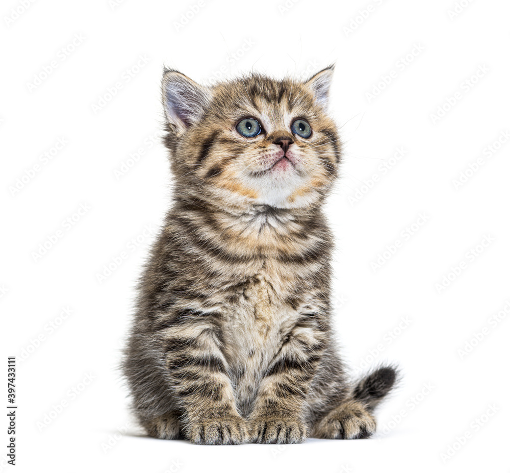 Cute Kitten British Shorthair, isolated on white Cute Kitten British Shorthair, isolated on white