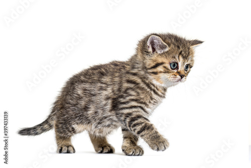 Cute Kitten British Shorthair, isolated on white