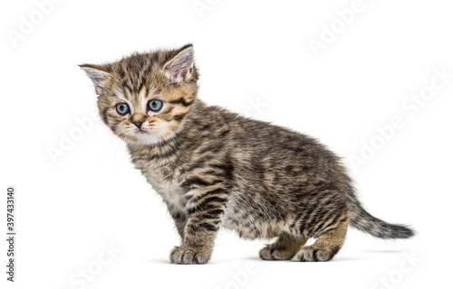 Fototapeta Naklejka Na Ścianę i Meble -  Cute Kitten British Shorthair, isolated on white