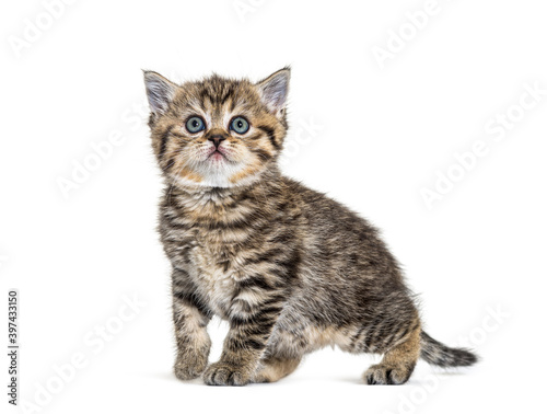 Cute Kitten British Shorthair, isolated on white © Eric Isselée