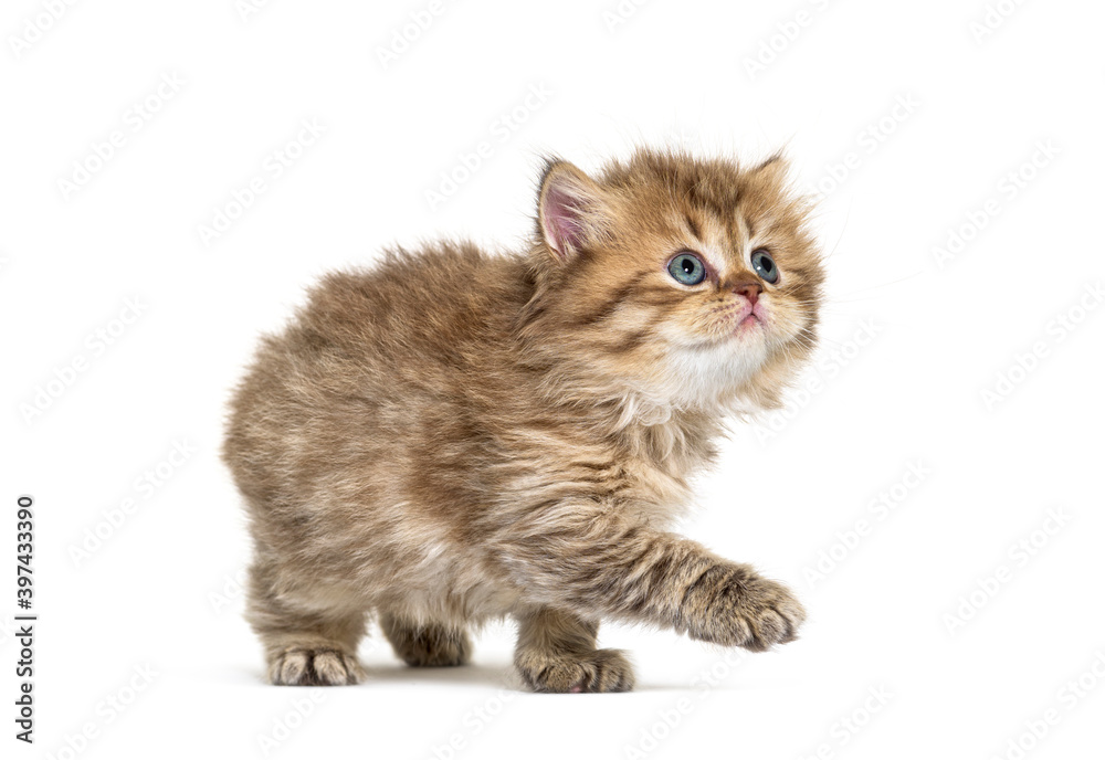Obraz premium Kitten British longhair walking, isolated on white