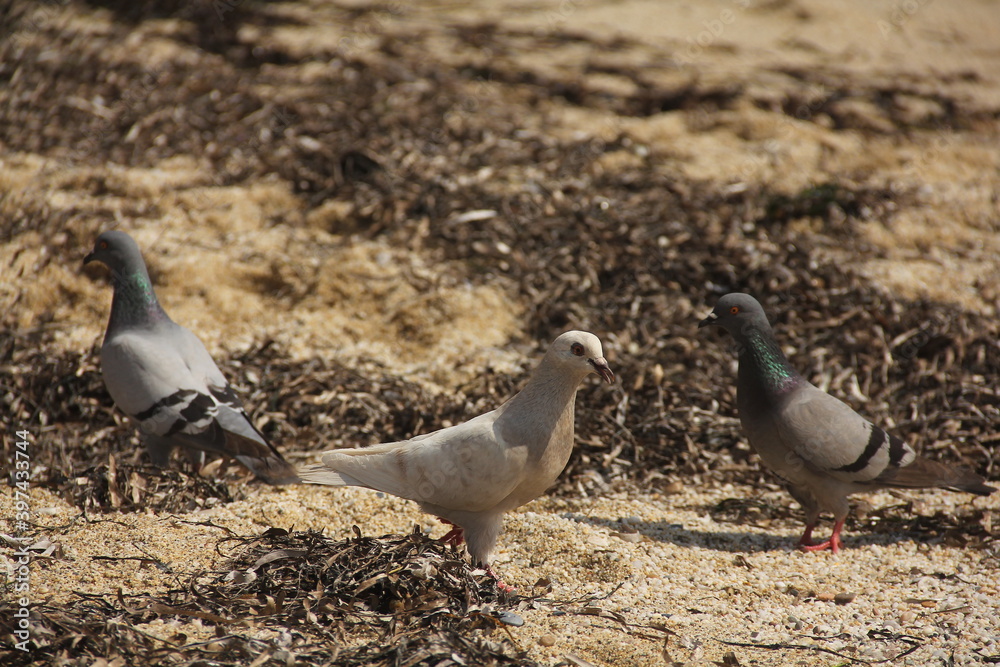 Obraz premium pigeons on the beach