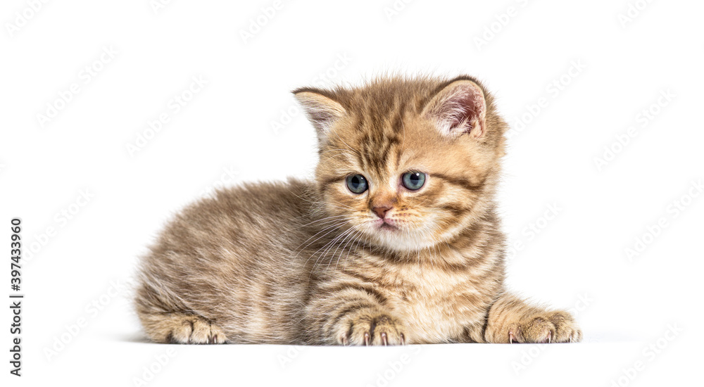 Obraz premium Kitten British Shorthair lying down