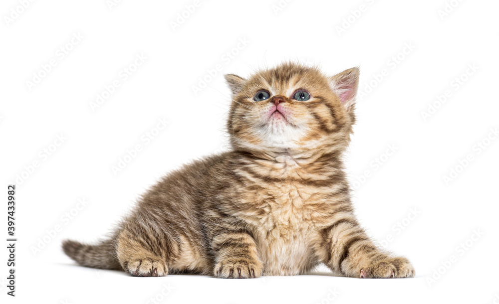 Kitten British Shorthair lying down