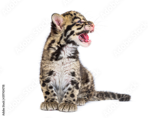 Canvas Print Clouded leopard cub, two months old, Neofelis nebulosa, isolated on white