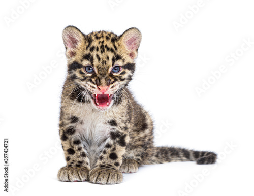 Canvas Print Clouded leopard cub, two months old, Neofelis nebulosa, isolated on white