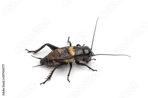 Male field cricket, isolated on white