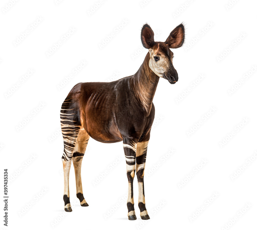 Okapi, Okapia johnstoni, isolated on white