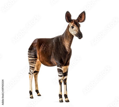 Photos Okapi, Okapia johnstoni, isolated on white
