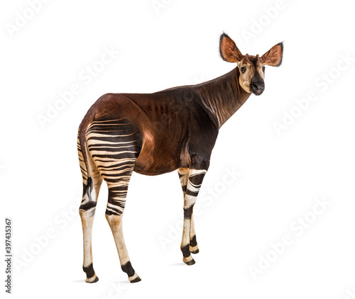 Okapi, Okapia johnstoni, isolated on white photo