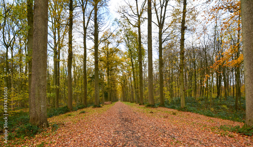 Obraz premium Automne