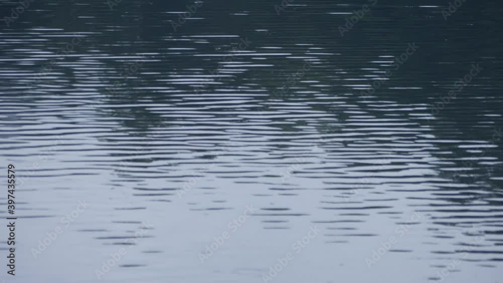 Lake Water Wave Ripple with Trees Shadow Reflection Lake Water Wave Ripple with Trees Shadow Reflection