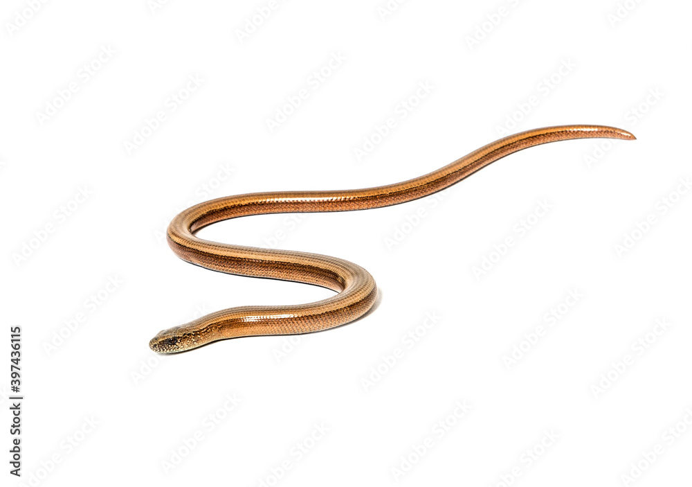slowworm, Anguis fragilis, Isolated on white slowworm, Anguis fragilis, Isolated on white