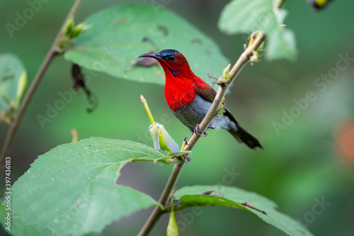 Crimson Sunbird