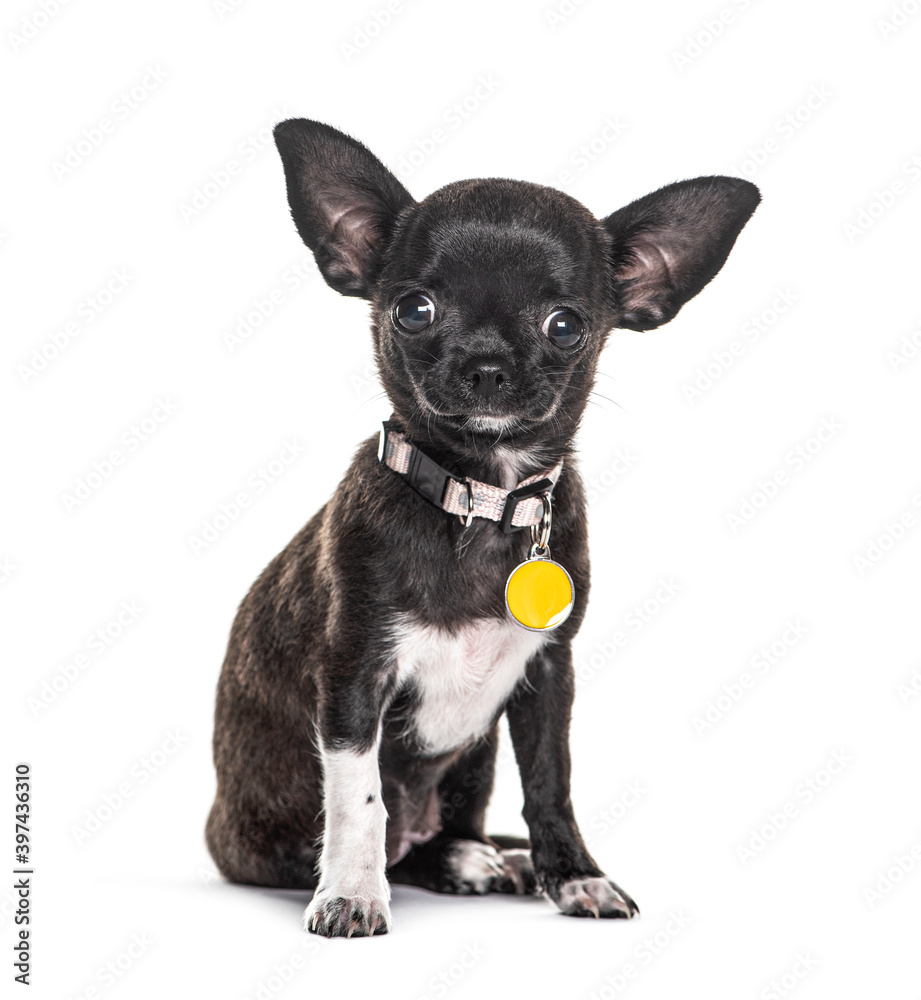 Black Chihuahua sitting wearing a collar