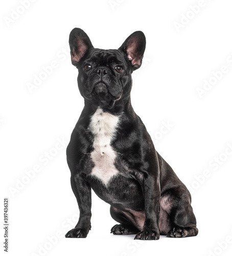 French bulldog black, sitting, isolated