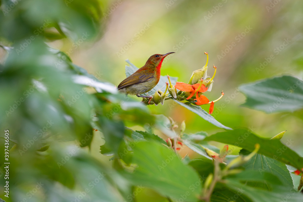 Crimson Sunbird