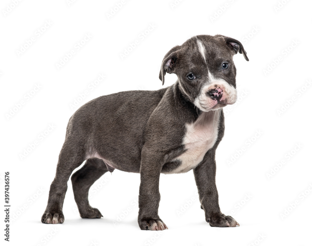 Side view of a young puppy American Bully standing, isolated