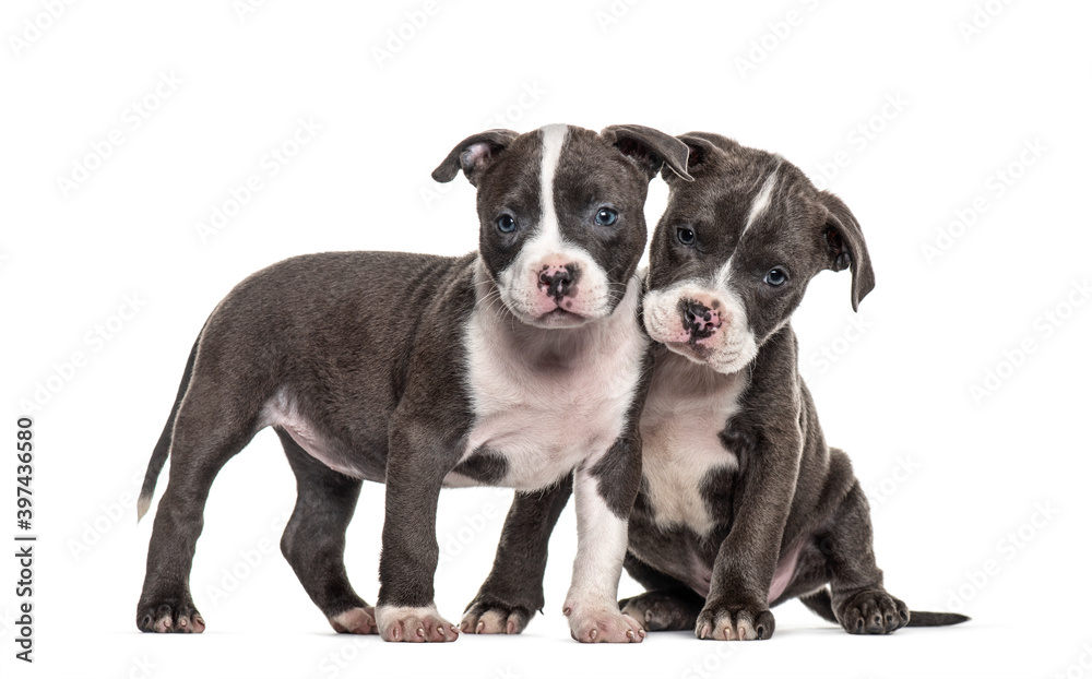 Two Young puppies American Bully isolated on white