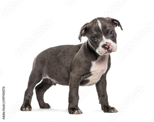 Side view of a young puppy American Bully standing, isolated © Eric Isselée