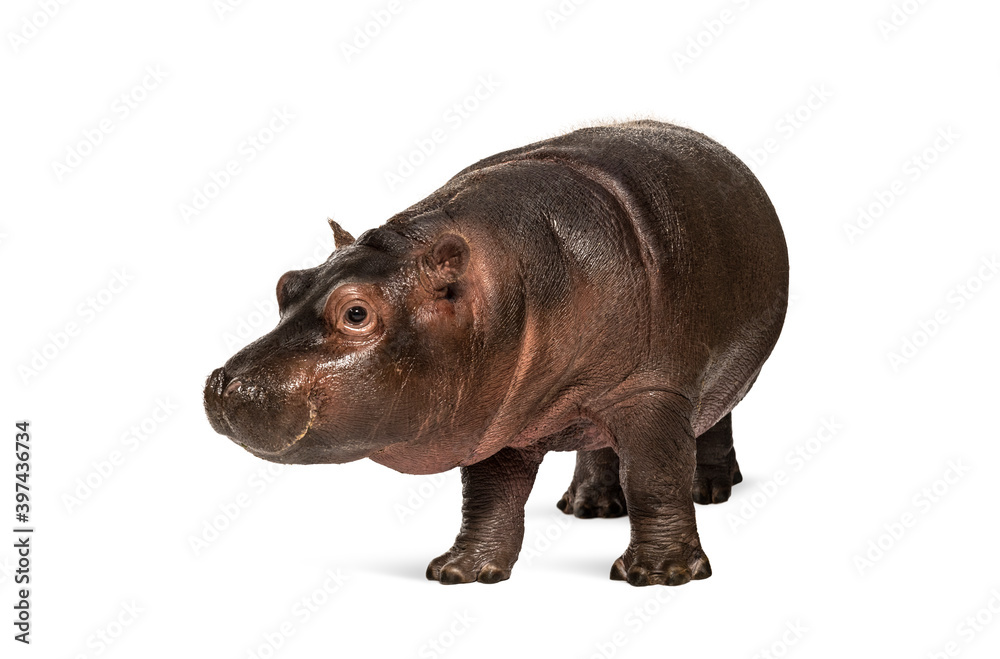 Hippo calf, 3 months old, isolated, Hippopotamus amphibius Hippo calf, 3 months old, isolated, Hippopotamus amphibius